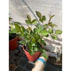 卡布聖維托玫瑰 多花 四季開花, 四吋盆