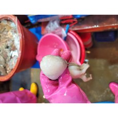 생물 쭈꾸미 알베기 암컷 산지직송 샤브샤브, 1박스, 1kg (7~15미)