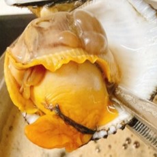 신선품다 남해안 자연산 피꼬막 산지직송 제철 피조개 왕꼬막 꼬막반찬요리 최상품, 1박스, 5kg