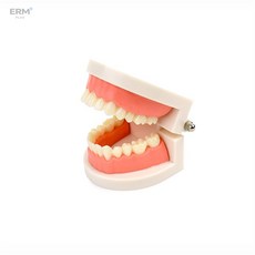 이알엠플러스 치아모형 미용모형치아
