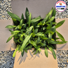 벌개미취 25개세트 다년생식물 벌개미취모종, 1개