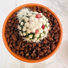 라코비 농장직송 산아래 다육이 생명력최고 키우기쉬운 공기정화 전자파차단 하월시아 선인장 다육식물 풀멍, 럭셔리, 1개