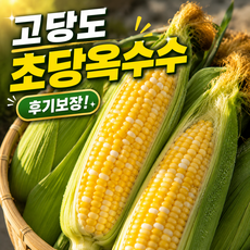 [오픈특가] 후기보장 고당도 초당 옥수수, 10개, 초당옥수수_중품