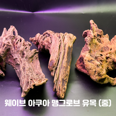 맹그로브 유목 (중), 1개