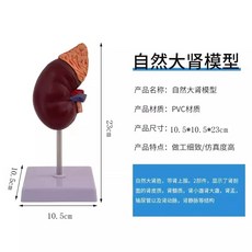 인체 신장 모형 시뮬레이션 모델 교육용 인간 비뇨기과 콩팥 해부학 구조, A. 자연 대형 신장 해부학 모델