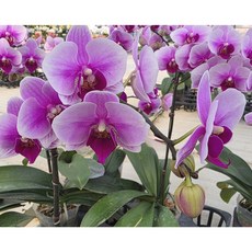 식물교감 르네상스 호접란 쌍대 서양란 승진 상견례 개업 축하화분선물, 르네상스(쌍대), 1개