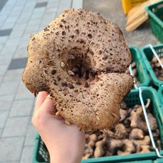 국산 자연산 건조능이버섯 냉동능이버섯 (경북 울진), 건능이분말100g(생물1.2kg손질)