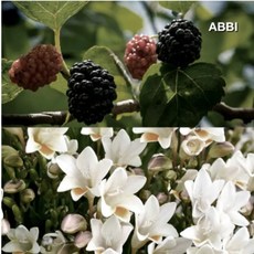 카르마카멧 Karmakamet 퍼퓸백 드레스룸 샤쉐 차량방향제 실내 20g 방향제, P. 아비프리지아오디 50g