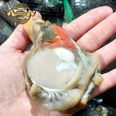 [실패없는 프리미엄 자연산 활 키조개 관자] 국내산 거제도 자연산 횟감용 키조개 관자 활 관자, 1박스, 정품 활키조개 관자 300g