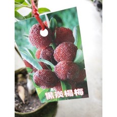 黑碳楊梅盆栽 特價850, 1個