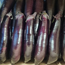 [씽씽팜] 탱글탱글 국내산 가지, 1개, 2.5kg