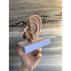 耳解剖模型 采耳教學耳朵結構展示