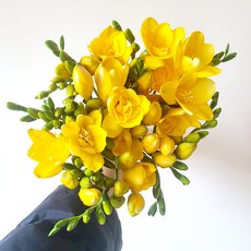 [블룸픽] 후리지아 20줄기 30줄기 생화 한다발 감사 축하 생일 꽃택배 꽃다발배달, 프리지아20줄기, 1개