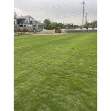 草堂園藝 台北草皮, 1箱