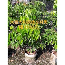 霏霏園藝 大吉大利荔枝 9吋美植盆栽, 1個