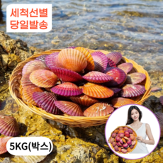 1급청정해수 통영 가리비 홍가리비 산지직송, 1박스, 5kg (특품)