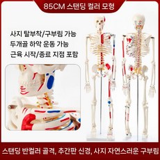 해부학적 인체 모형 뼈 모델 골격 미니 해골 교육용 4, 85cm 근육 시작점과 끝점