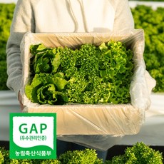 [마제유통] GAP 인증 프리미엄 유러피안 샐러드 4종 혼합 / 유럽 상추 쌈채소 / 신선 원물 500g 800g 1kg (1박스), 1박스