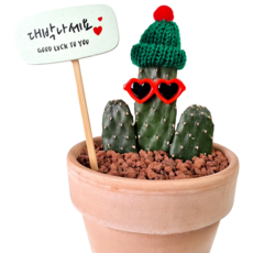 만세선인장 가시가 없는 귀여운 로드킬선인장 식물만 & - 개업선물 집들이 생일 인테리어 거실화분, 8. 베이직라인 화분, 1개