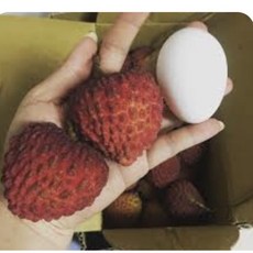 霏霏園藝 大丁香荔枝高壓樹苗，8吋盆, 1個, 大丁香4500元