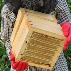 로얄제리 생꿀 벌집 숙성꿀 답례품, 1개