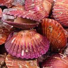 [노마진초특가] 통영1등수산 홍가리비 고압세척, 1개, 3kg