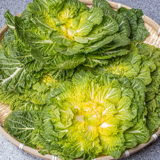 세모농 제철 봄동 겉절이배추 알배추 최상품, 1박스, 2kg