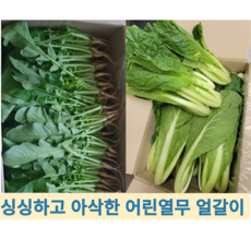 [국내산] 싱싱하고 아삭아삭 깔끔손질 농가직송 어린열무 얼갈이 배추 세트, 1개, 어린열무2kg+얼갈이1kg