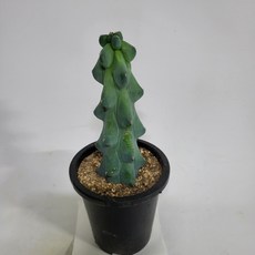 [무배]선인장 용비M(도깨비방망이) 2022 새상품/희귀선인장, 1개