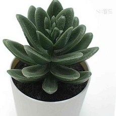 에스 인조 다육 식물 6cm 3개 조화화분