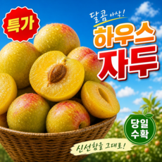 [폭탄할인] 하우스자두 달콤새콤 햇자두 대석자두, 1개, 하우스자두250g(6-10과)