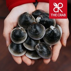 제철 모시조개 1kg 가무락 흑모시 해감 봉골레조개 조개탕, 1개, 국산 흑모시조개 1kg