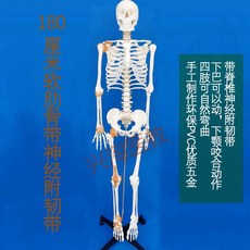 두개골 해골 한의원 뼈 모형 해부 인체 전신 해부학 인체모형 교육용 골격 모델 실습 교육, 180cm 척추 신경+인대 부착