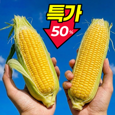 [24시간초특가] 아삭달콤 고당도 26년햇 초당옥수수, 1박스, 5개