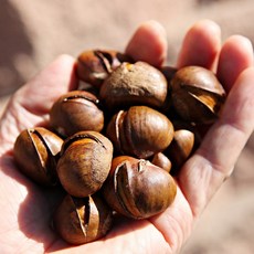 생율(칼집) 아삭한 생밤 1~6 kg 칼집 알밤 손질완료 간편조리 / 산지직송연구소, 1개, 1kg