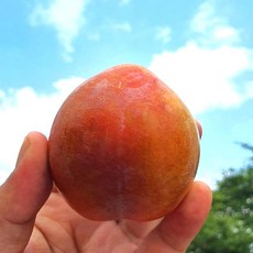 김천 당도선별 후무사자두 추희 왕자두, 1개, 2kg (특대과) 15과내외