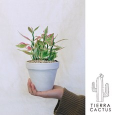 *티에라선인장* 지그재그 다육이 천국의계단 미니 대은룡 - 토분 3color, 화이트 마블 토분 (받침 불포함), 1개