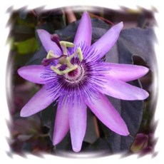 꽃모종 시계초, 1개