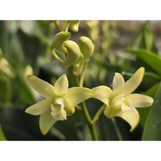 [꽃밭에서 난원] 서양란/덴드로비움(깅기아나 그린 1개), 1개