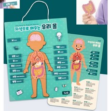 8세 신체탐구 인체 모형 장기구조 해부 자석퍼즐 집중력 유치원장난감 놀이학습, 28피스, 1개