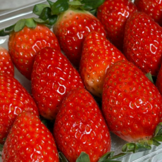 [겨울추천] 프리미엄 고당도 논산 설향딸기, 1박스, 700g (특)