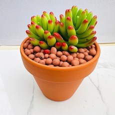 튼실한 루비틴트 농장직송 산아래 다육이 생명력최고 키우기쉬운 공기정화 전자파차단 하월시아 다육식물 선인장 풀멍, 럭셔리, 1개
