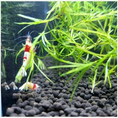 [수초킹] 나자스말 (소주컵1컵) / 구피 새우 수초 어항 꾸미기 키우기, 1세트