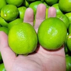 프리미엄 최상급 라임 생과 멕시코 생라임 105g 10과 20과, 중과 10과내외