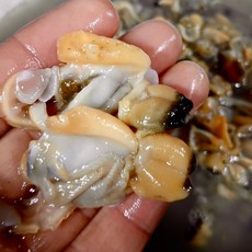 국산 바지락살 조개살 생물 해감, 1개, 500g