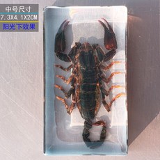 사슴벌레 장식 표본 관찰 곤충 과학 액자 교육용 박제, 독립적 인, 중형 검은 전갈