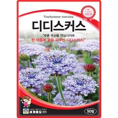 세계종묘 디디스커스 씨앗 50립 디디스커스 꽃씨 허브 종자, 1개