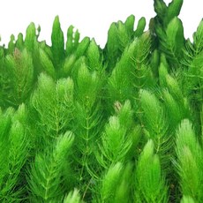 [수초인] 붕어마름 25줄기 던저놔도 잘 자라는 수초, 1개