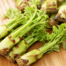 땅두릅 자연산 두릅 봄나물 제철나물 산지직송, 1개, 250g