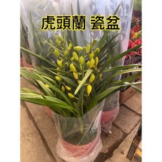 霏霏園藝 虎頭蘭 瓷盆 居家盆栽